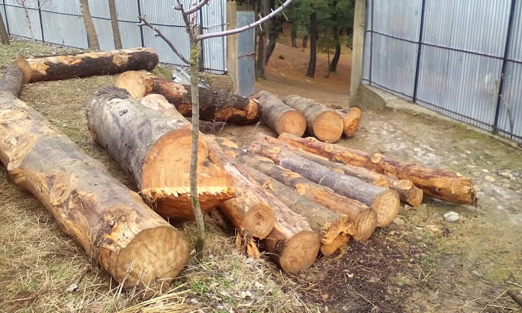 5 scants of Deodar seized in Kupwara